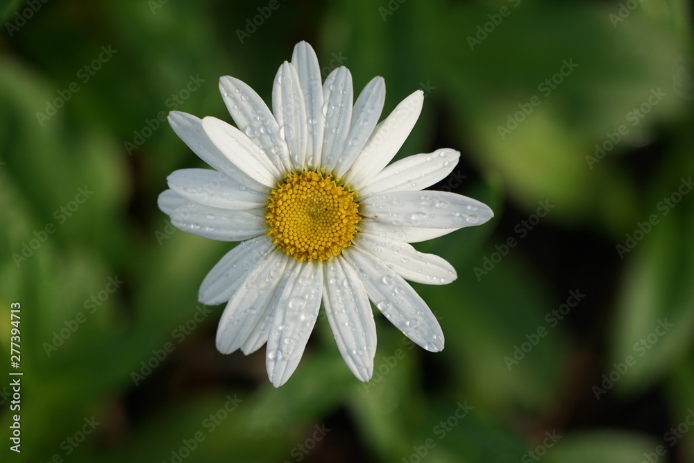 White Daisy with Rain Drops Isolated Macro