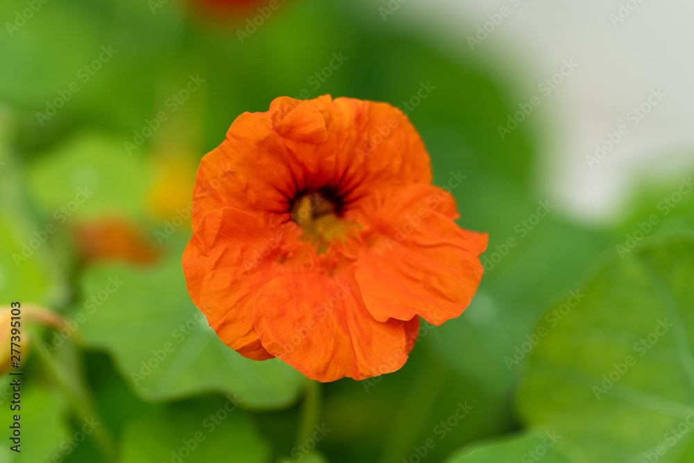 macro shot of red flowers against the background of grass in soft focus macro shot of red flowers against the background of grass in soft focus