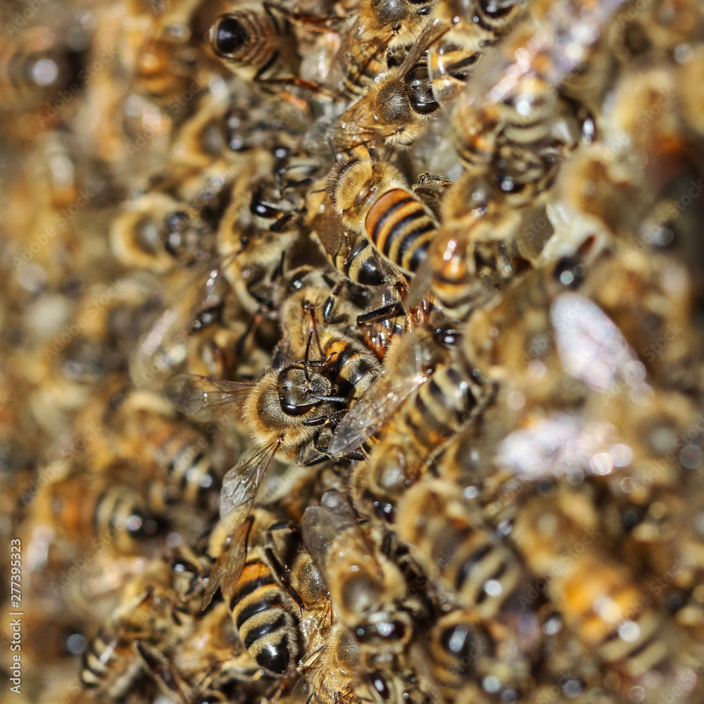 Swarm of bee. Swarm of bee.