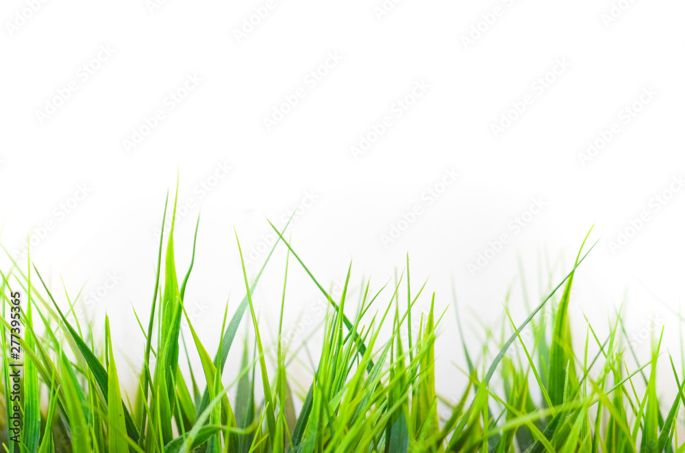 Fototapeta green grass and white wall