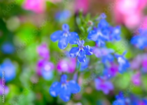 Blue hanging lobelia in the home garden.