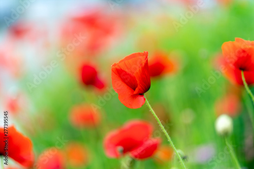macro shot of red flowers against the background of grass in soft focus