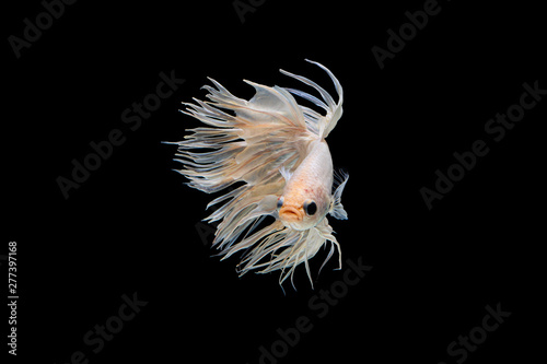 The moving moment beautiful of white siamese betta fish or fancy splendens fighting fish in thailand on black background. Thailand called Pla-kad or crown tail fish.