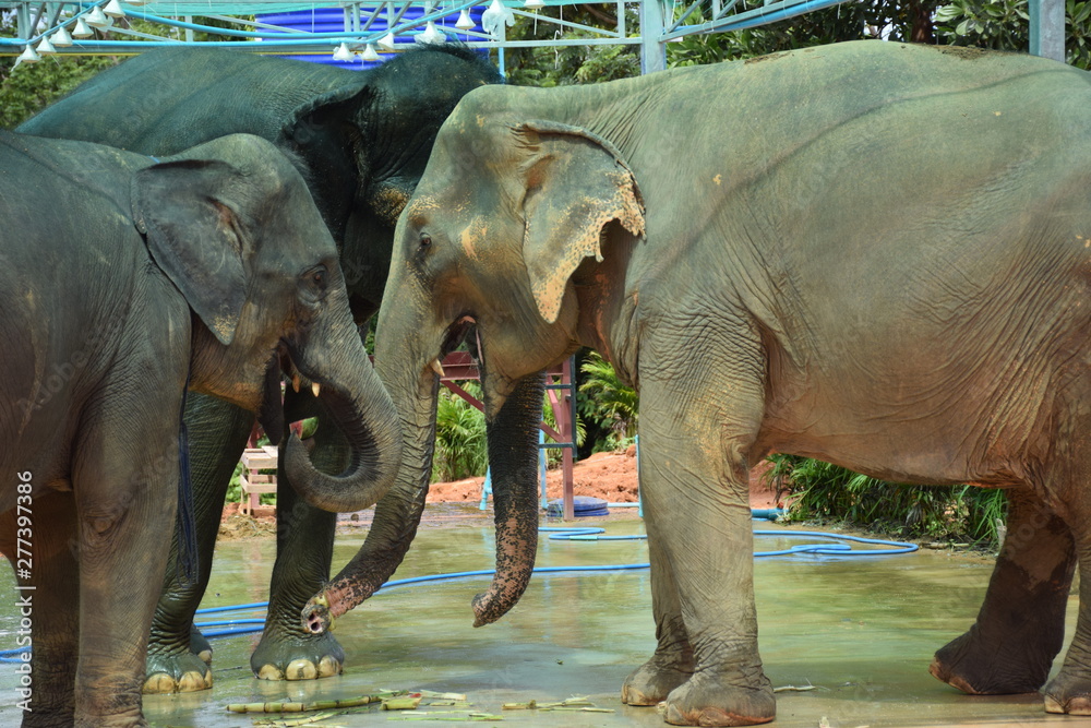 Fototapeta premium Phuket