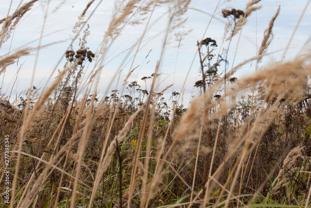 Obraz premium SONY DSC