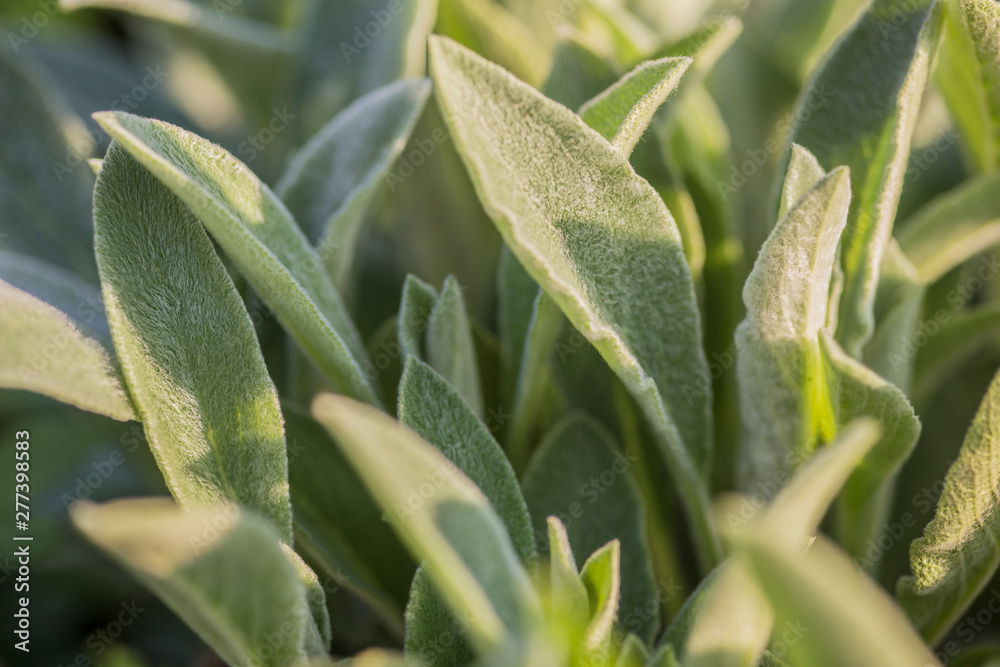 Obraz premium Spring