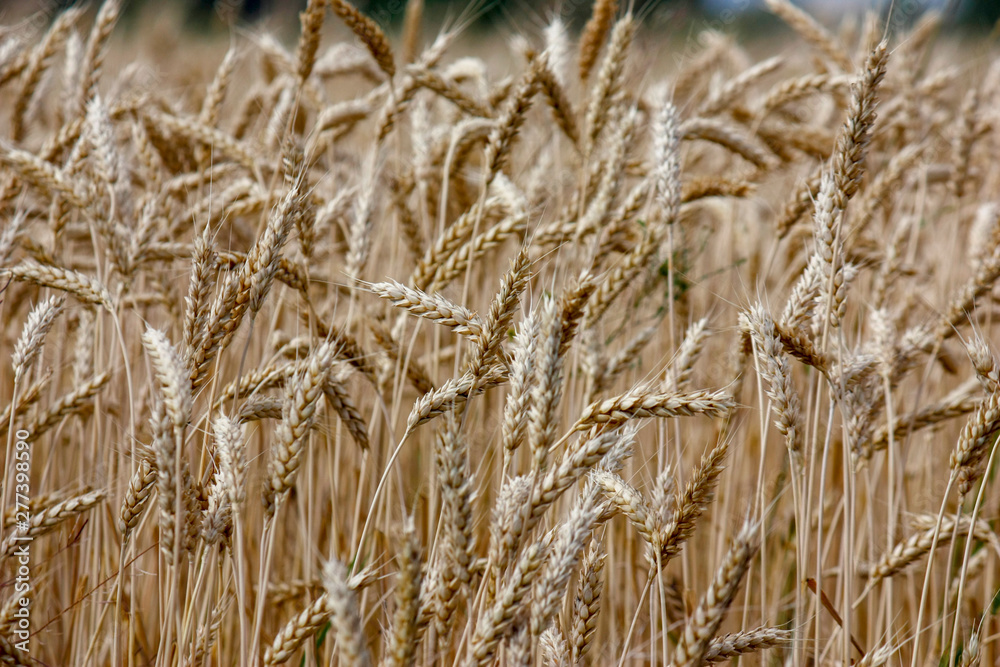 Fototapeta premium Wheat on a golden yellow farm is beautiful and awaits harvest in season. Close-up