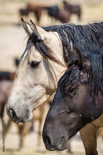 Wild Horses