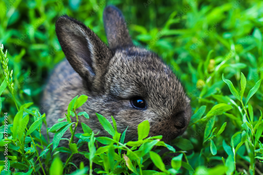 Fototapeta premium little fluffy rabbit lurking in the green grass. Little bunny in the meadow