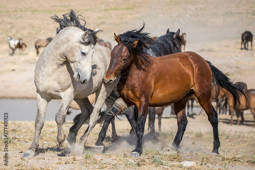 Fototapeta Naklejka Na Ścianę i Meble -  Wild Horses