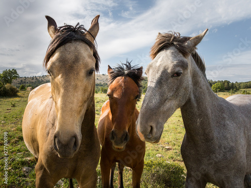 Fotogrfia de tres caballos mirando con descaro al fotógrafo