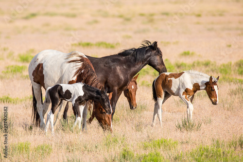 Wild Horses