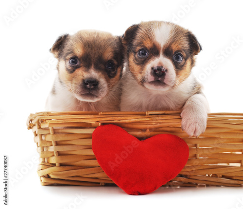 Canvas Print Two dogs in a basket.