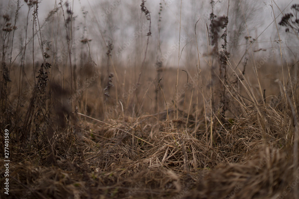 autumn field autumn field