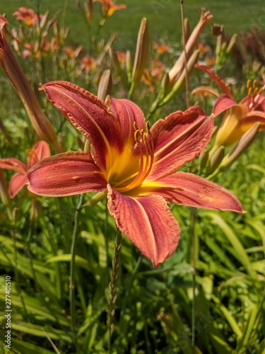 day lily 4