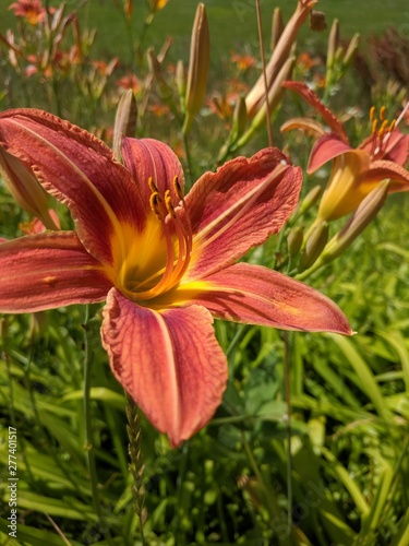 day lily 3