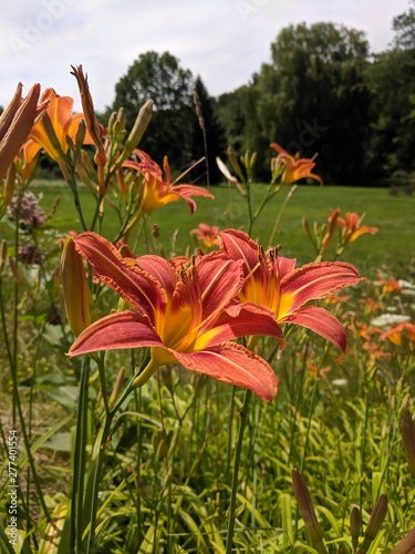 day lily 2