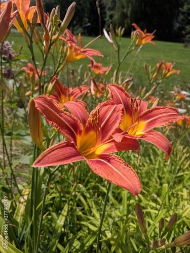 Day Lily