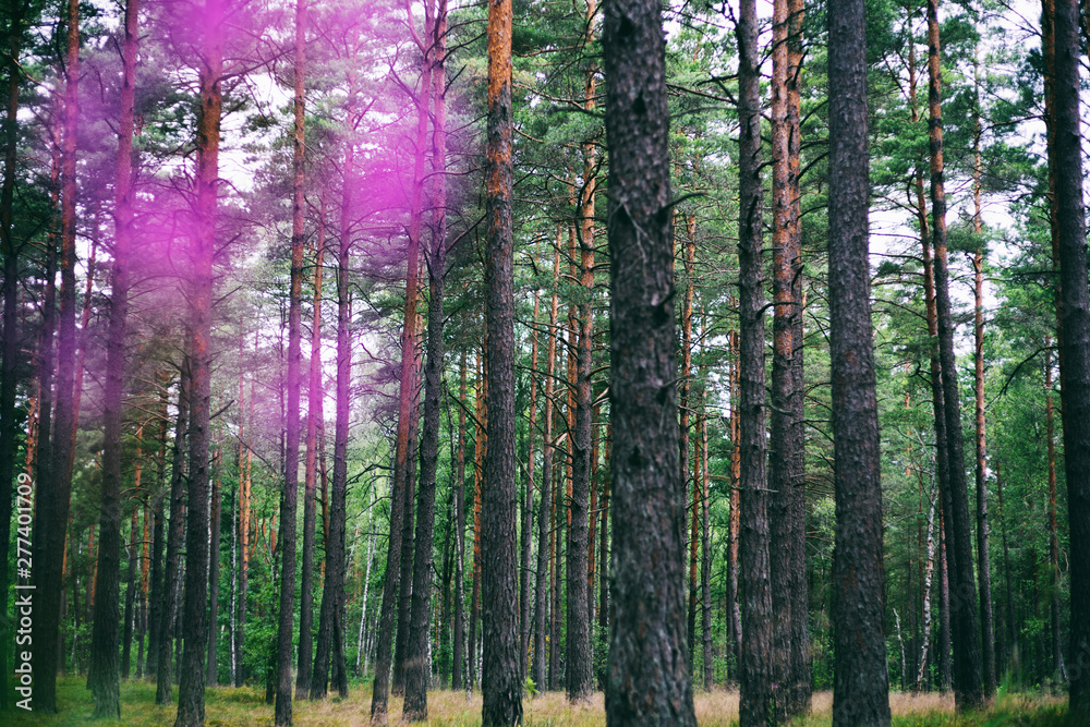 Fototapeta premium beautiful dense pine forest, beautiful atmospheric landscape