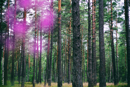 Fototapeta Naklejka Na Ścianę i Meble -  beautiful dense pine forest, beautiful atmospheric landscape
