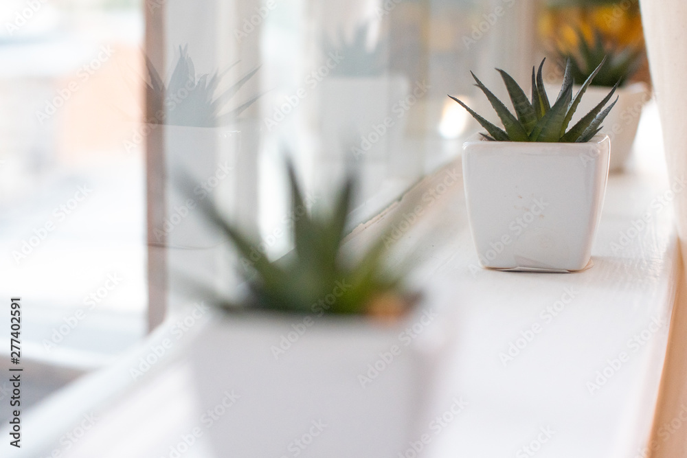 White pot. Cactus. Reflection in the glass. Scandinavian. Hyugge White pot. Cactus. Reflection in the glass. Scandinavian. Hyugge