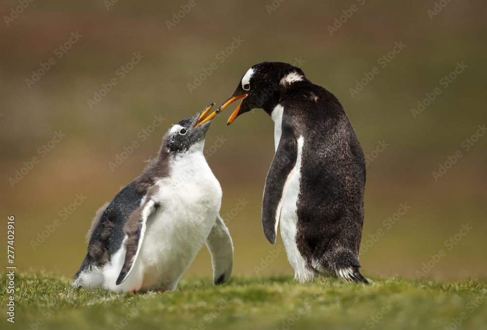 Fototapeta premium Close up of a Gentoo penguin chick asking for food
