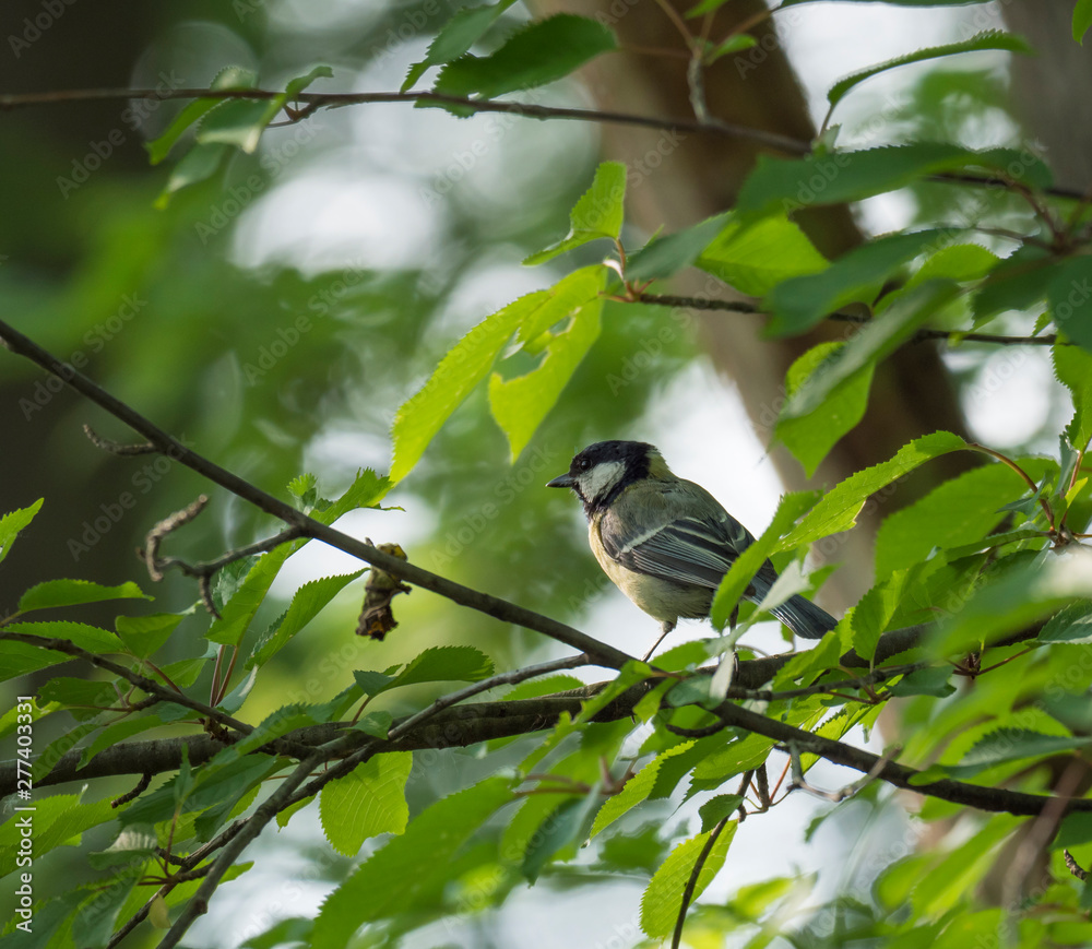 Fototapeta premium coal tit, Periparus ater sitting on the branch with spring green leaves . Wildlife scene from nature. Song bird in the natural habitat.