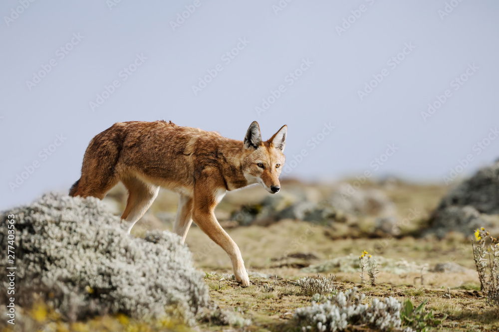 Rare and endangered Ethiopian wolf walking in Bale mountains, Ethiopia Rare and endangered Ethiopian wolf walking in Bale mountains, Ethiopia