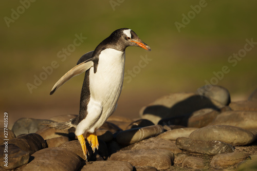 Gentoo penguin jumping on rocks
