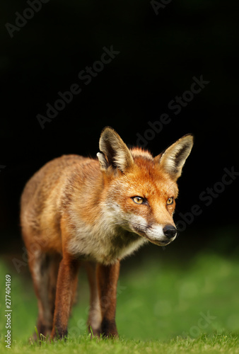 Close up of a red fox in a meadow © giedriius