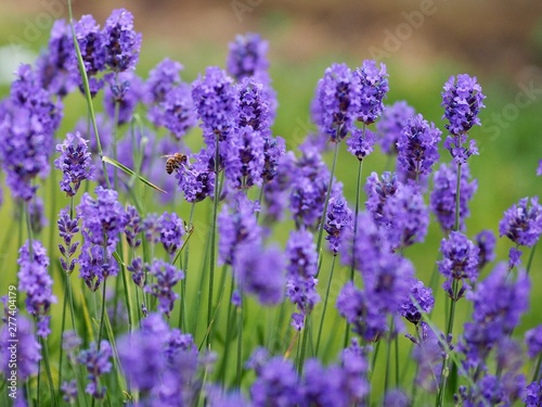 field of lavender flowers