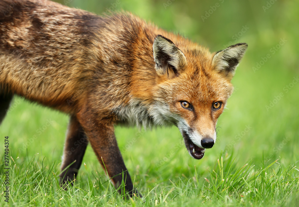 Close up of a red fox on the grass in summer