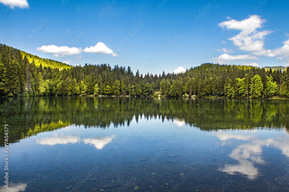 lake in the forest