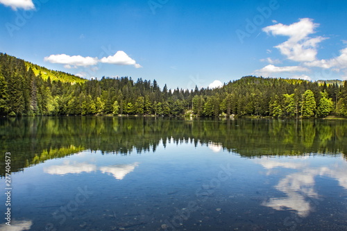 lake in the forest