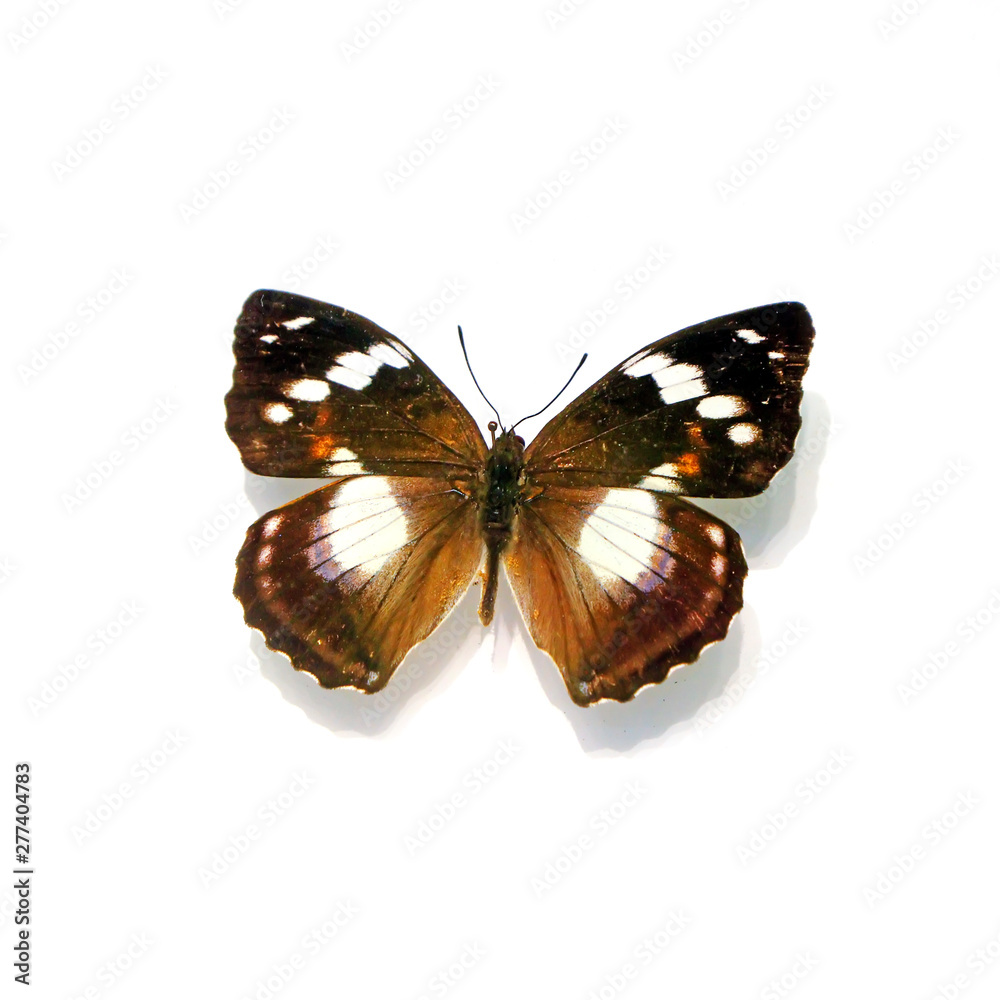 Fototapeta premium beautiful butterflies in the white background
