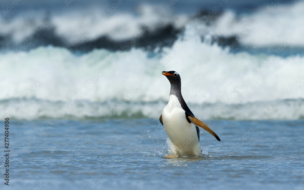 Fototapeta premium Gentoo penguin coming ashore from stormy waters