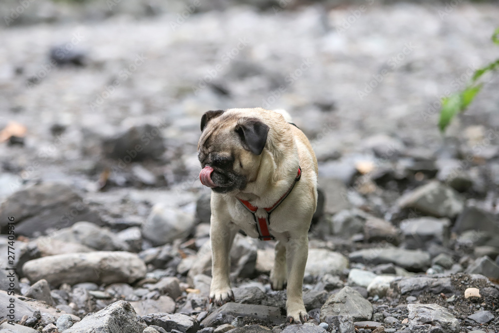 Obraz premium Pug at Stream 