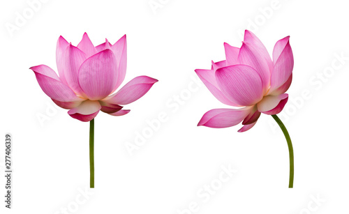 Lotus flower isolated on white background. File contains with clipping path so easy to work. © NOOMUBON PHOTO