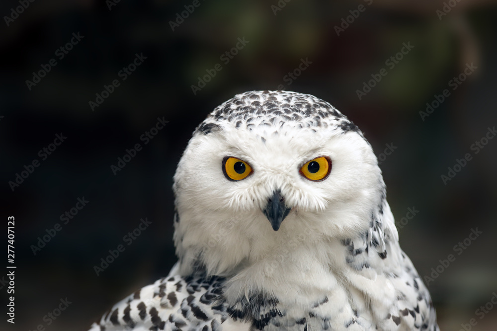 The snowy owl (Bubo scandiacus) female portrait with brown background.