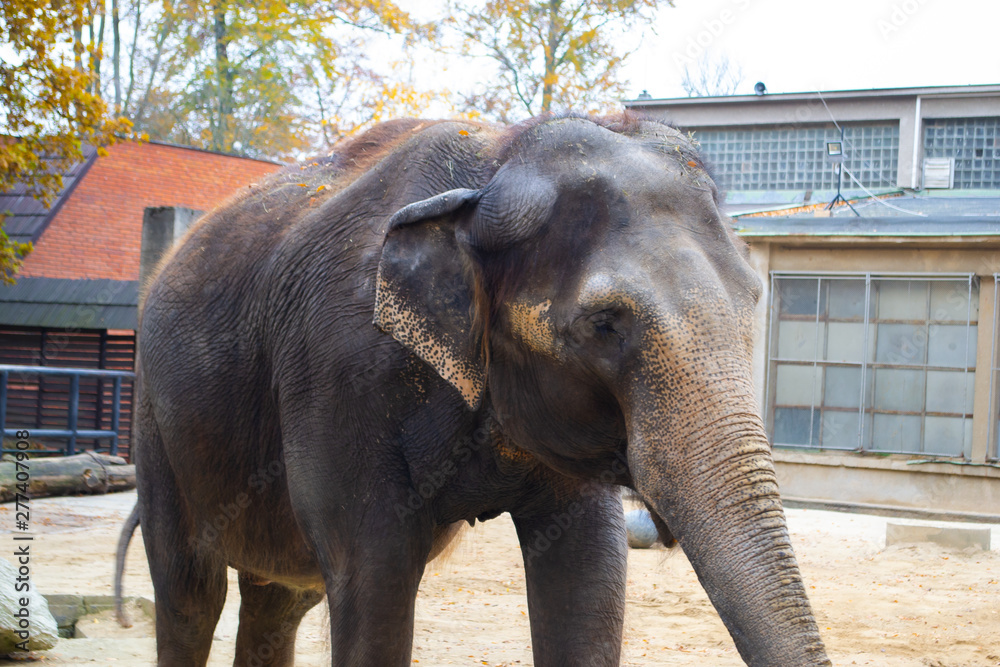 Fototapeta premium elephant in the zoo
