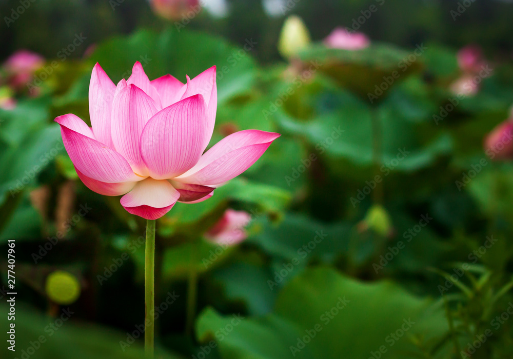 Beautiful lotus flower and green lotus leaf background in pond. Blank copy space.