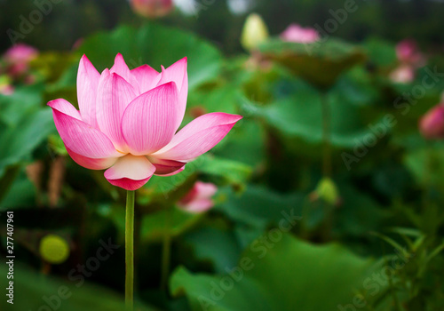 Beautiful lotus flower and green lotus leaf background in pond. Blank copy space.
