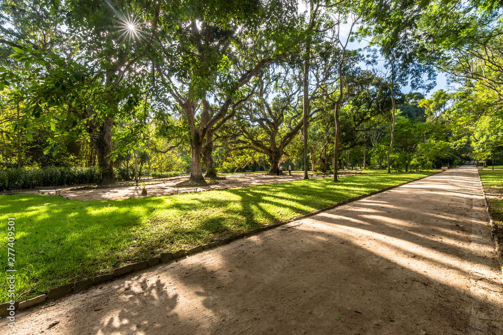 Path inside a Botanic Garden with Green Trees Backlit by a Morning Sun