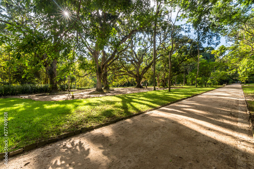 Path inside a Botanic Garden with Green Trees Backlit by a Morning Sun © Antonio Salaverry