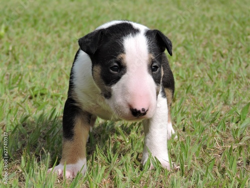 little dog - puppy bull terrie