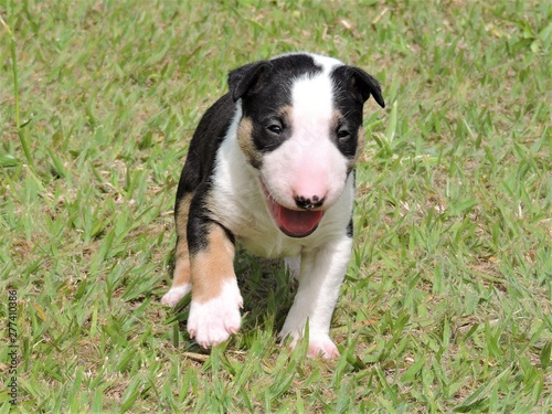 little dog - puppy bull terrie