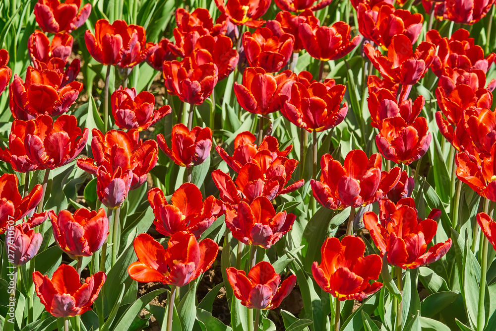 Fototapeta premium Beautiful red tulips blossoming in the garden in spring. Bright spring scenery..