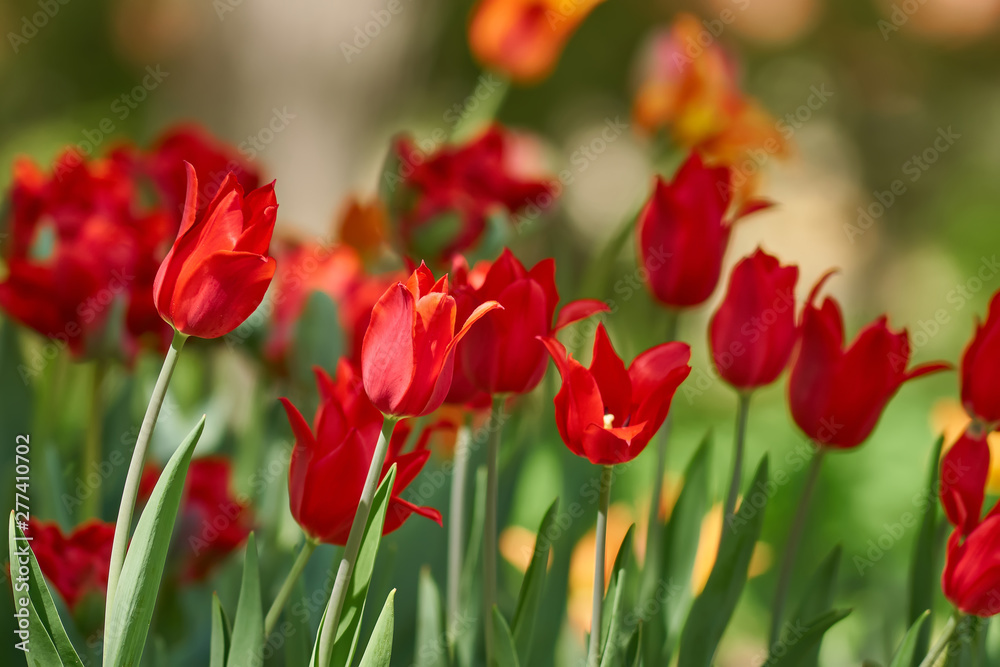 Beautiful  red tulip fields in spring, natural background.