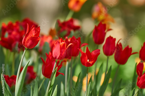 Beautiful red tulip fields in spring, natural background.