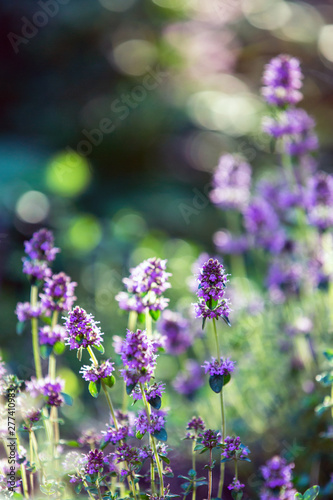 Fototapeta Naklejka Na Ścianę i Meble -  Blooming thyme. Flowers in backlight. Violet flowers on a green background. Medicinal plant.